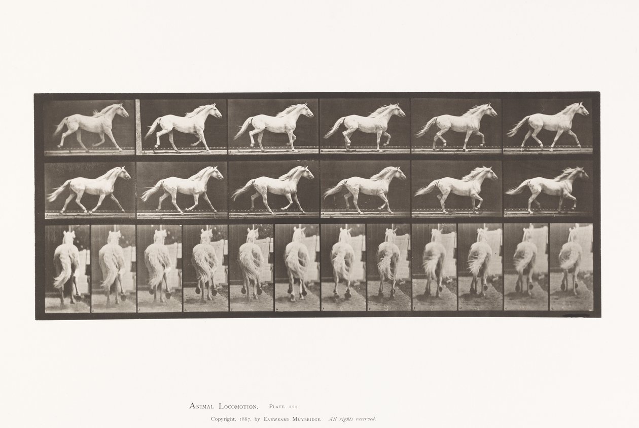 Tallrik 596. Trav; Fri; Ljusgrå hästörn av Eadweard Muybridge
