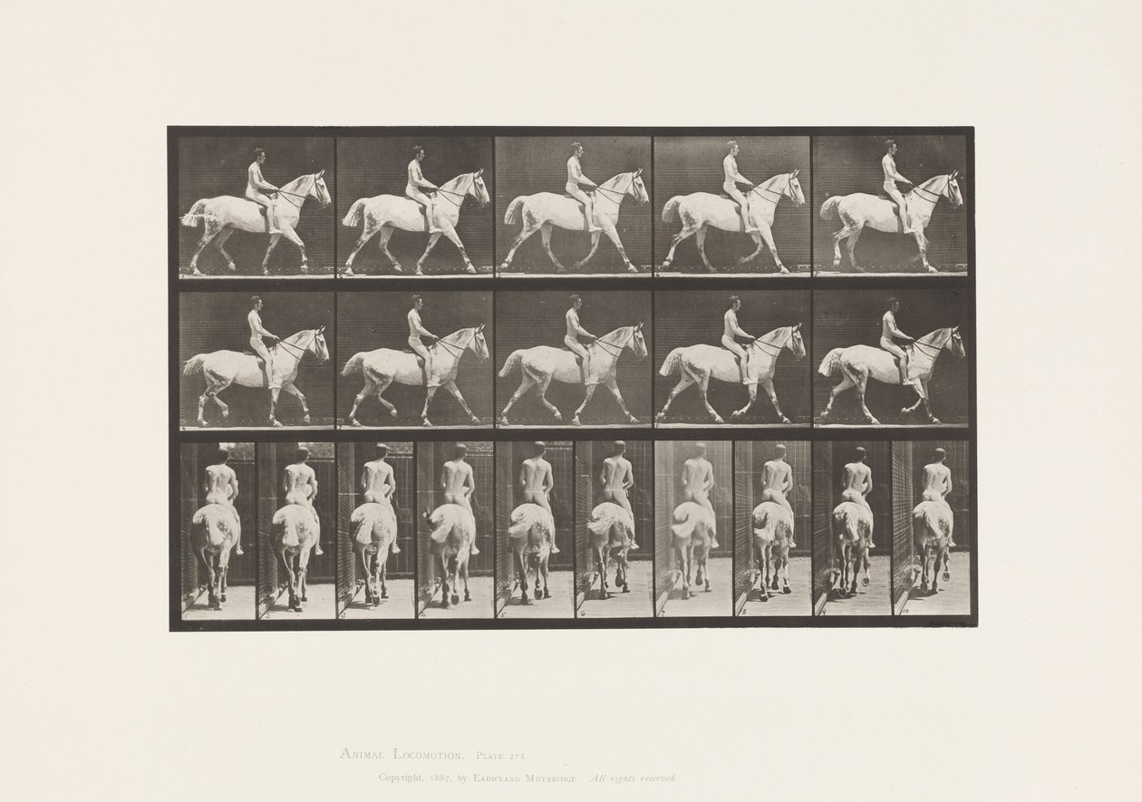 Tallrik 603. Trav; Sadel; Ride, 43, bred, ljusgrå häst Smith av Eadweard Muybridge