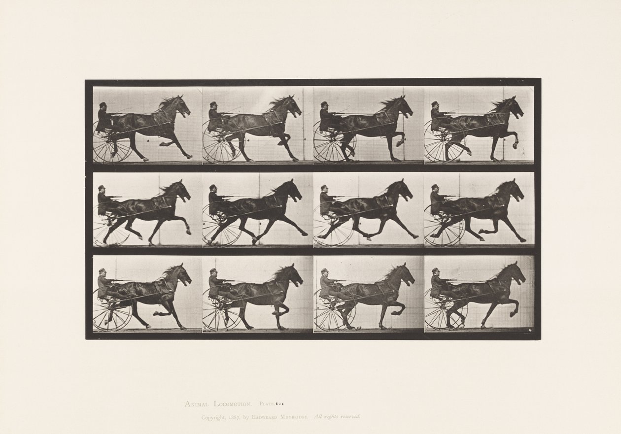 Tallrik 606. Trav; Sulky; Bay Horse, Ruben av Eadweard Muybridge