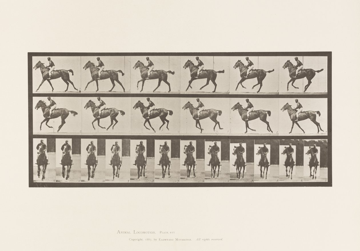 Tavla 621. Galopp; Sadel; Fullblods Bay Mare Annie 6 av Eadweard Muybridge