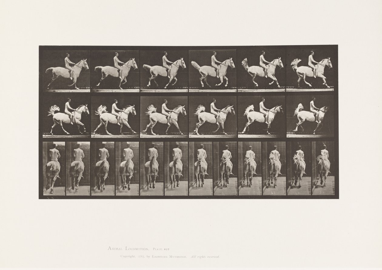 Tavla 622. Galopp; Sadel; Ryttare, 43, naken; grå häst Smith, 1885 av Eadweard Muybridge