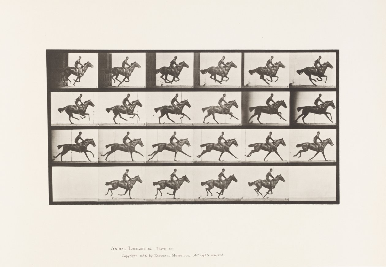 Tallrik 625. Galopp; Fullblod Bay Horse Bukett av Eadweard Muybridge