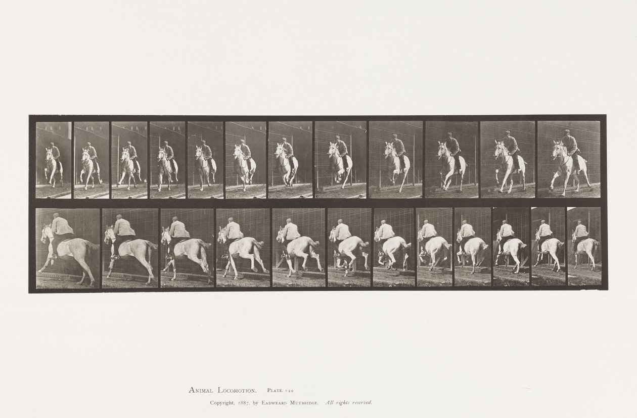 Tallrik 630. Galopp; Sadel; Grå sto Pandora av Eadweard Muybridge
