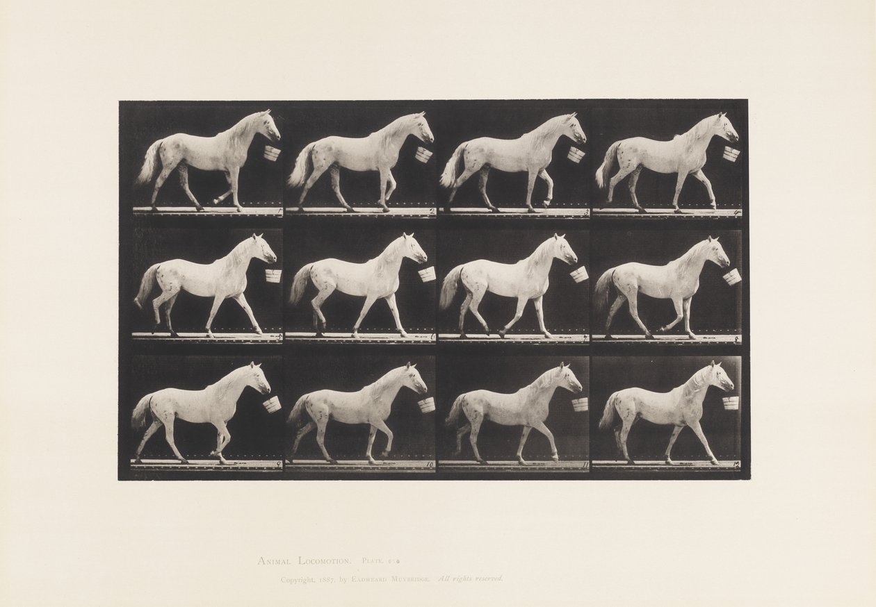 Tallrik 650. Går med en hink i munnen; Ljusgrå häst av Eadweard Muybridge