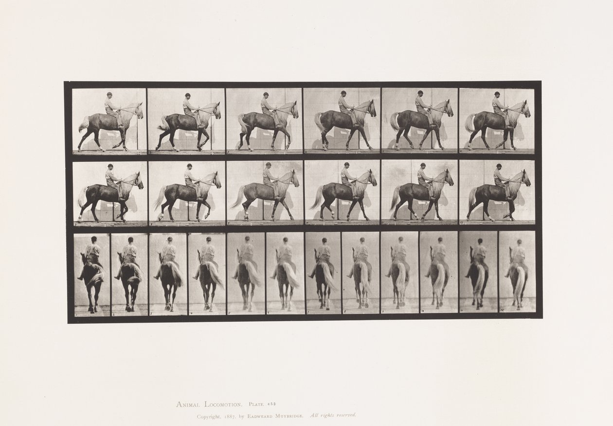 Tallrik 653. Gång; Sadel; Lama, höger framfot;Häst-Buckskinn av Eadweard Muybridge