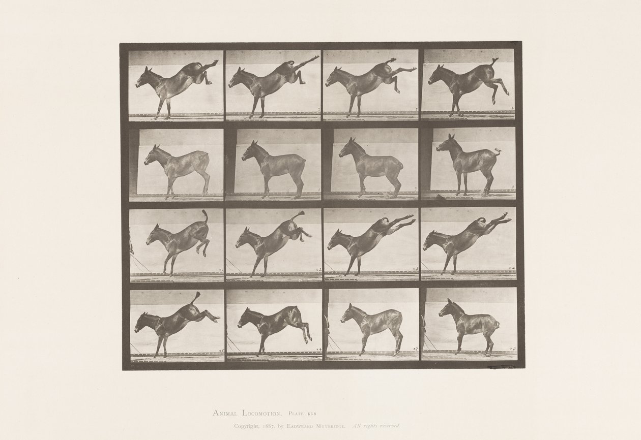 Tallrik 658. Mula; A, sparkar; B, sparkar Ruth av Eadweard Muybridge