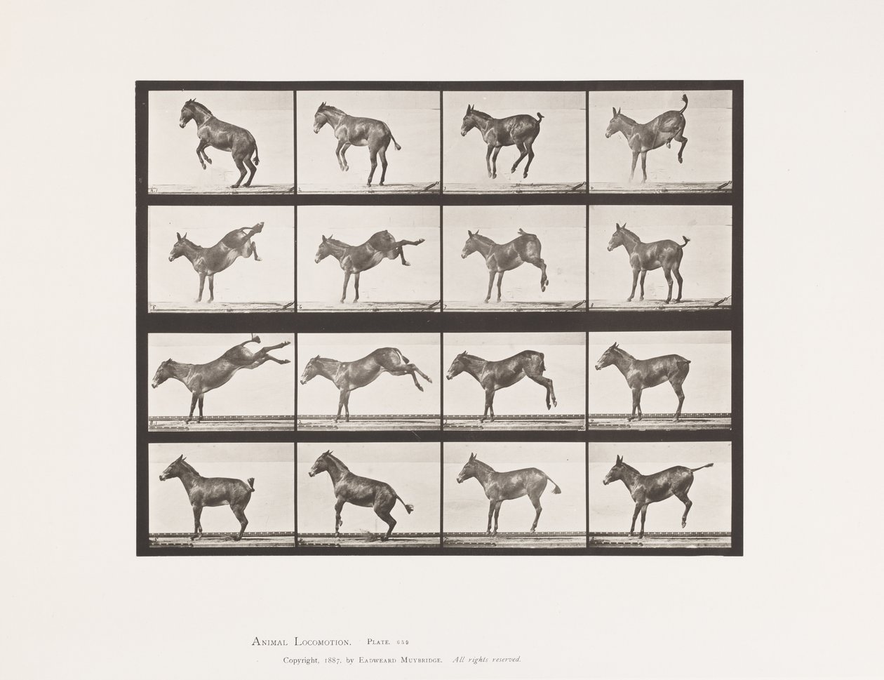 Tallrik 659. Mula; A, B, Bucking och Kicking; Ruth av Eadweard Muybridge