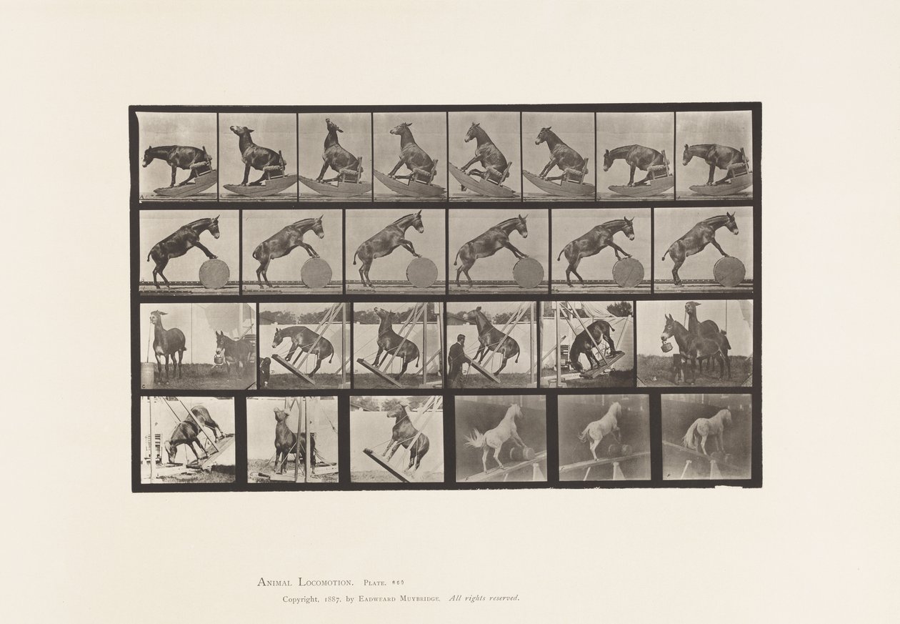 Tallrik 660. Mula; Diverse föreställningar Denver av Eadweard Muybridge