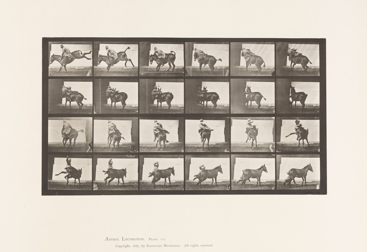 Tallrik 661. Mula; A, B, Ett eldfast djur Ruth av Eadweard Muybridge