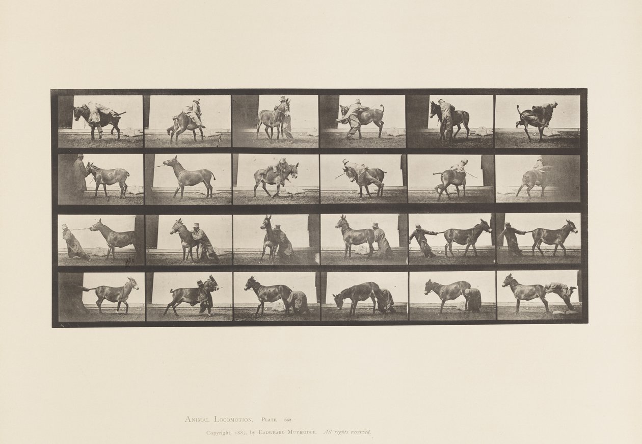 Tallrik 662. Mula; A, B, Ett eldfast djur Denver av Eadweard Muybridge