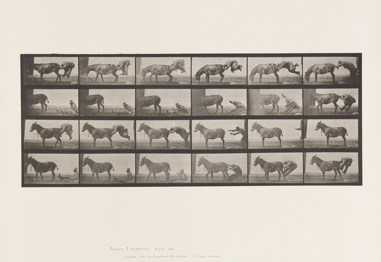 Tallrik 663. Mula; A, B, Ett eldfast djur Denver av Eadweard Muybridge