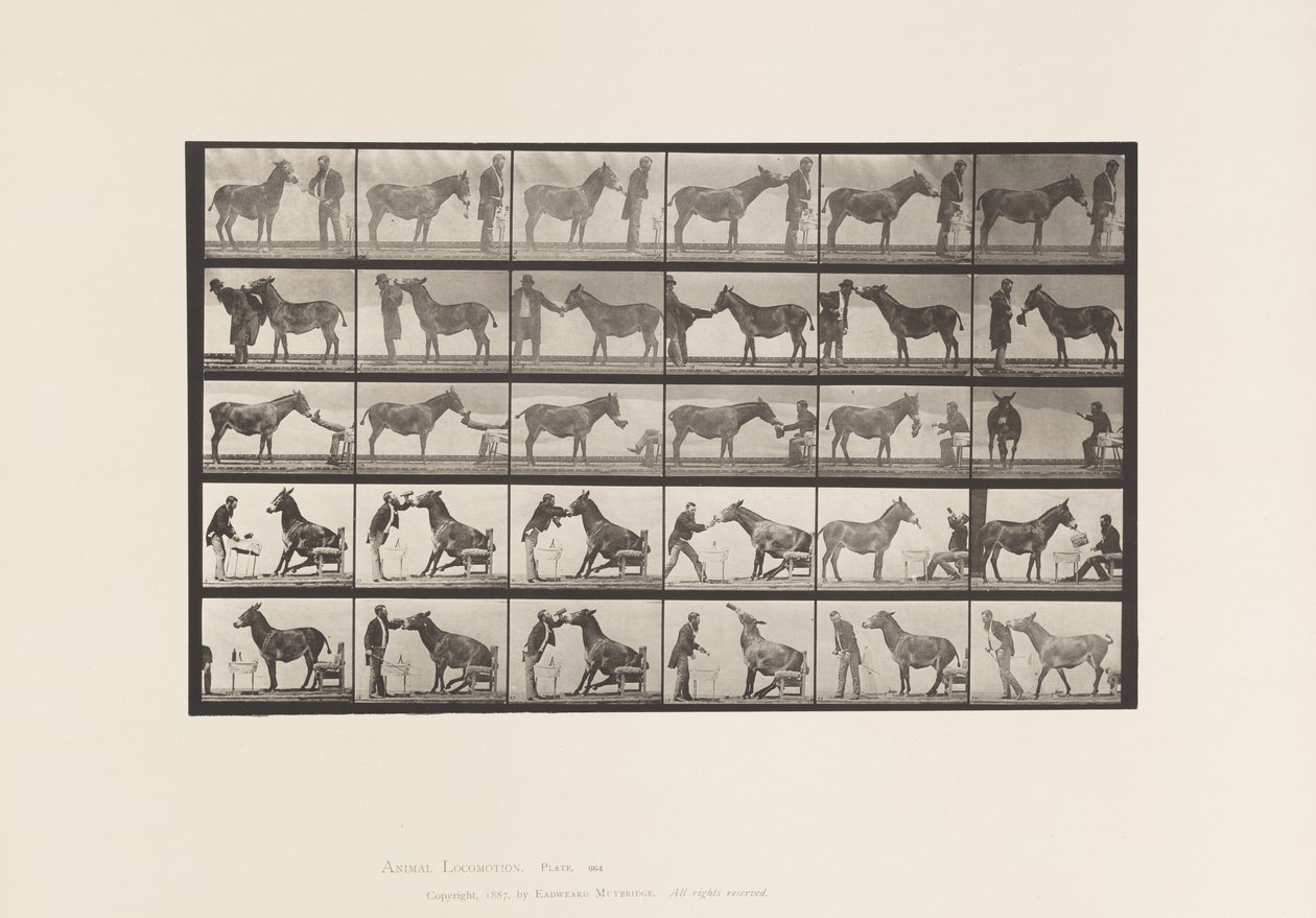 Tallrik 664. Mula; Olika föreställningar; vid ett bord osv. av Eadweard Muybridge