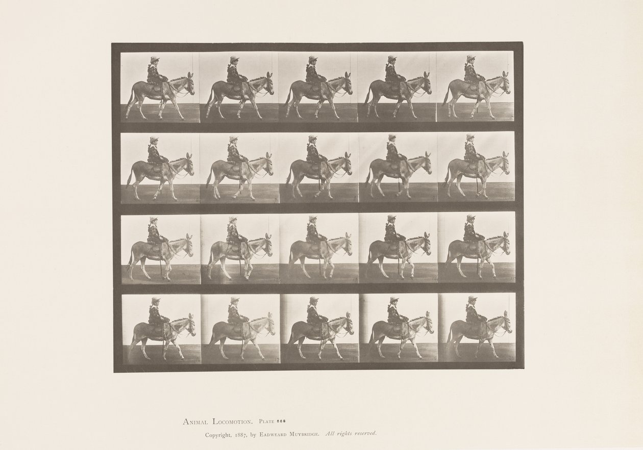Tallrik 666. Ass; Gående; Sadel; En flicka som rider, Zoo av Eadweard Muybridge