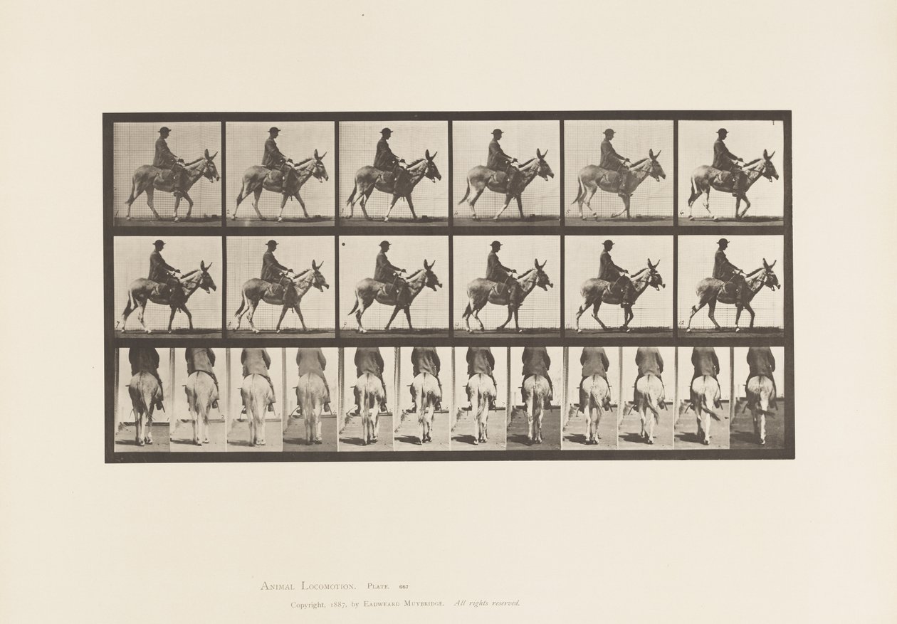 Tallrik 667. Ass; Gående; Sadel; En pojke som rider, Zoo av Eadweard Muybridge