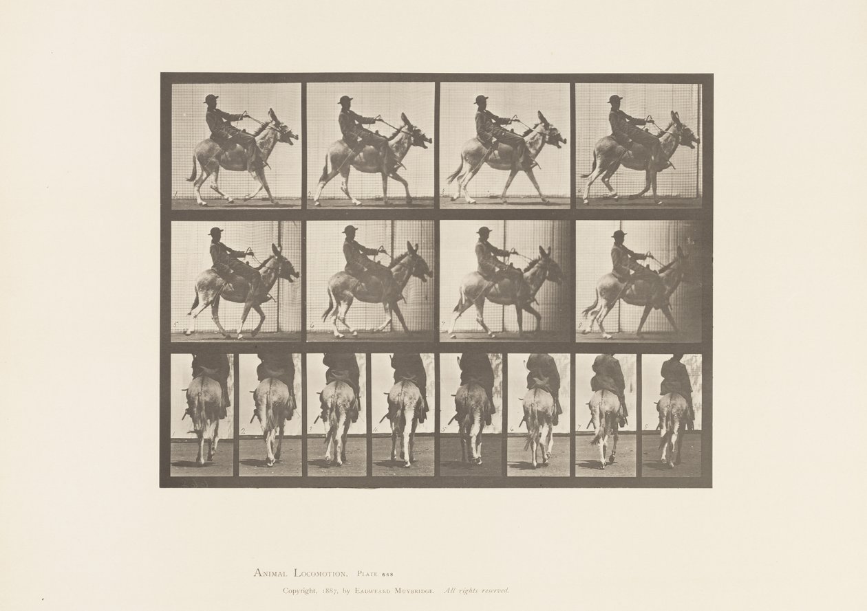 Tallrik 668. Ass; Ambling; Sadel; En pojke som rider, Zoo av Eadweard Muybridge