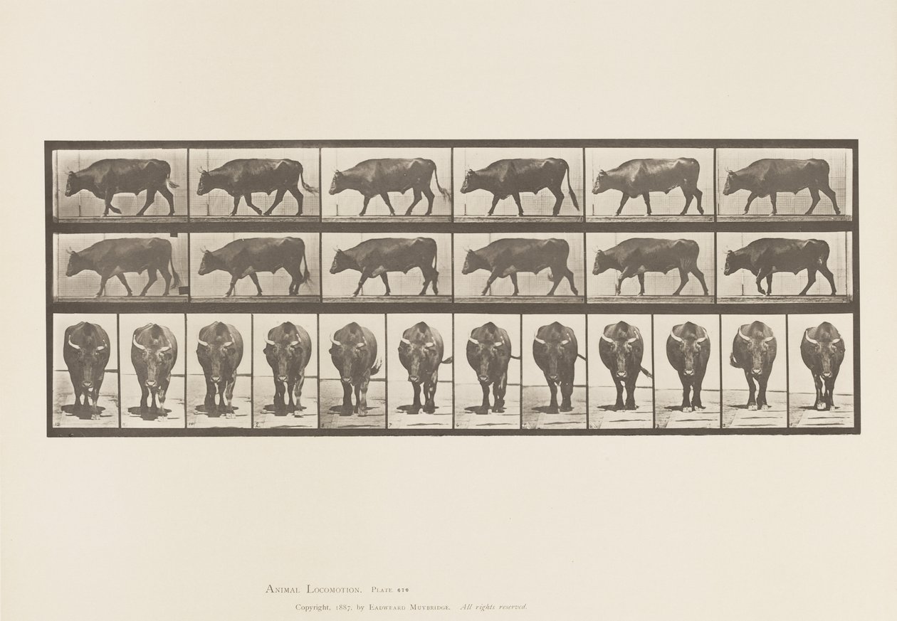 Tallrik 670. Ox; Gående av Eadweard Muybridge