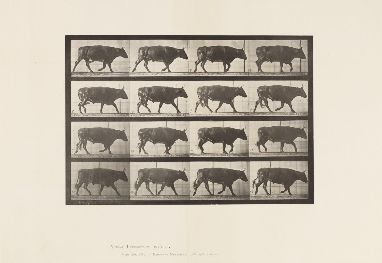 Tallrik 672. Ox; Trav av Eadweard Muybridge