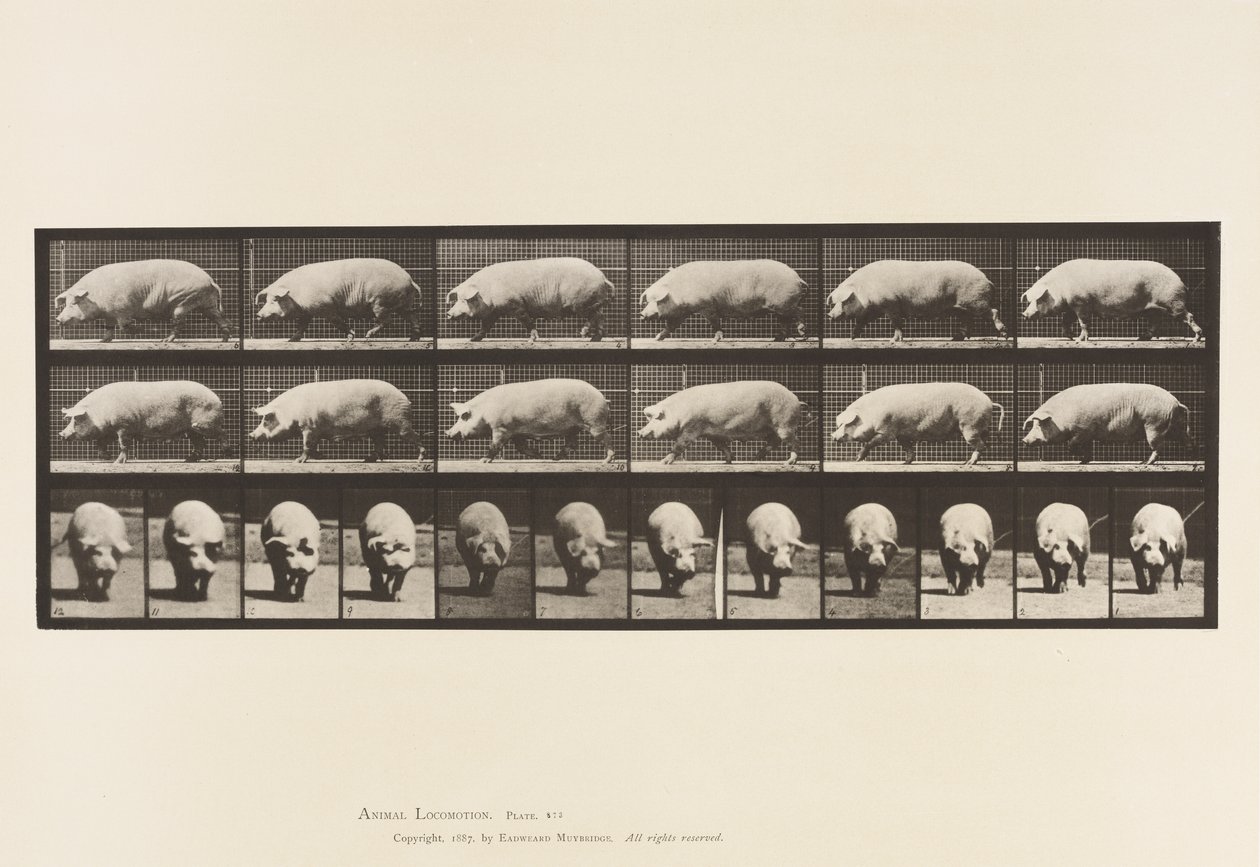 Tavla 673. Sugga; Gående av Eadweard Muybridge