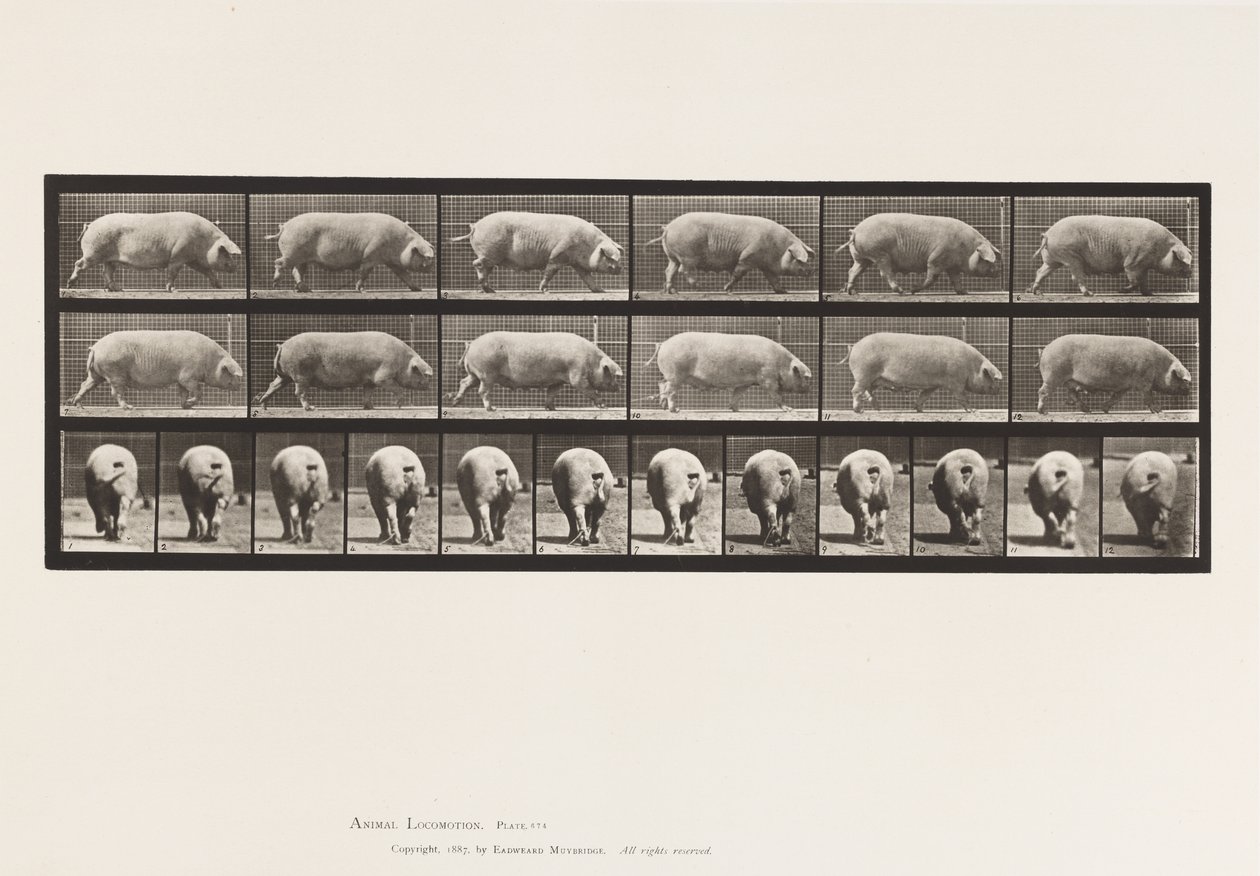 Tavla 674. Sugga; Gående av Eadweard Muybridge