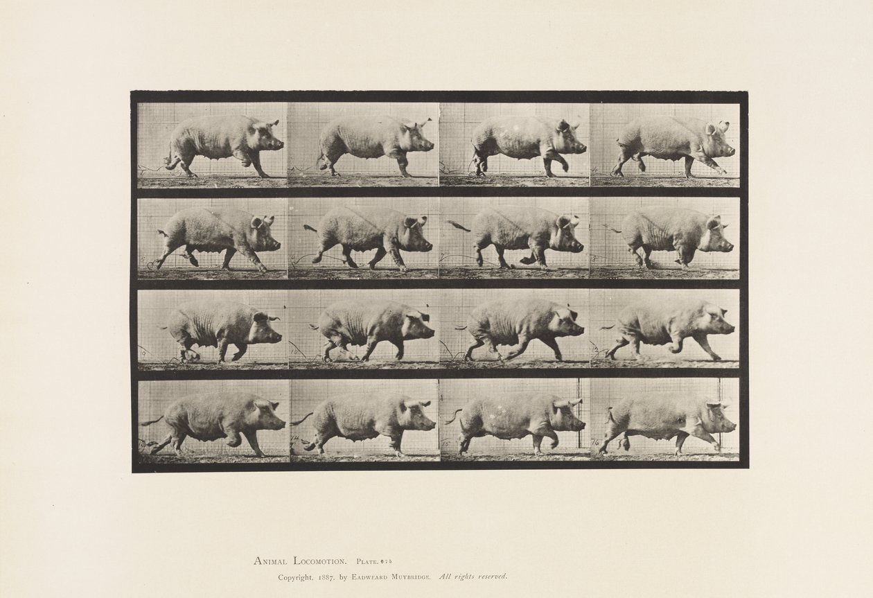 Tavla 675. Sugga; Trav av Eadweard Muybridge