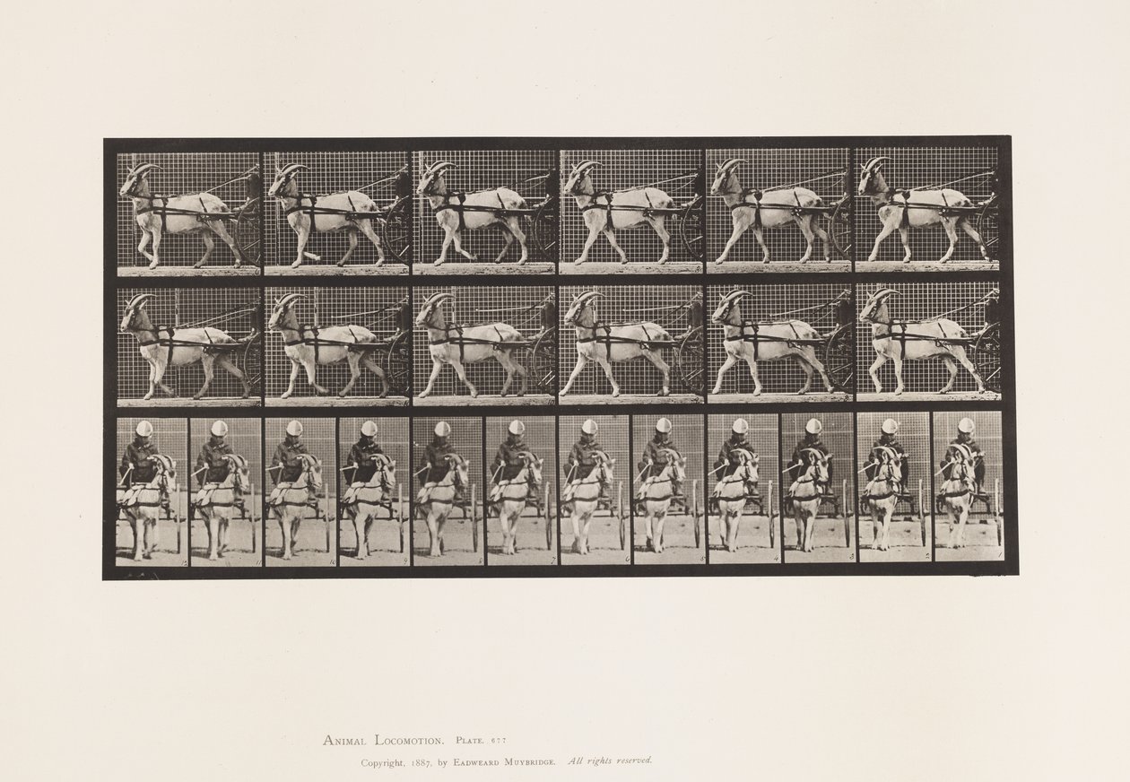 Tavla 677. Get; Promenad i Sulky av Eadweard Muybridge