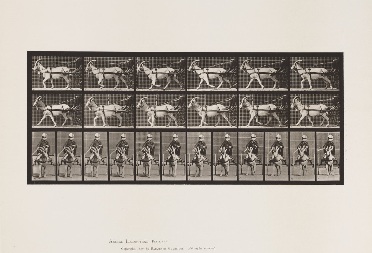 Tallrik 678. Get; Trav, i Sulky av Eadweard Muybridge