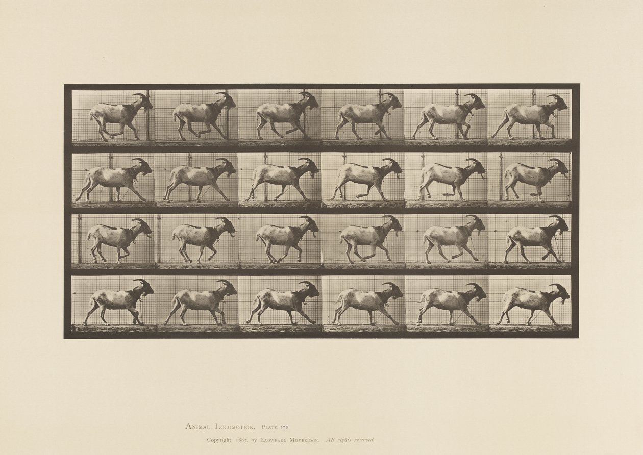 Tallrik 679. Get; Galopperande av Eadweard Muybridge