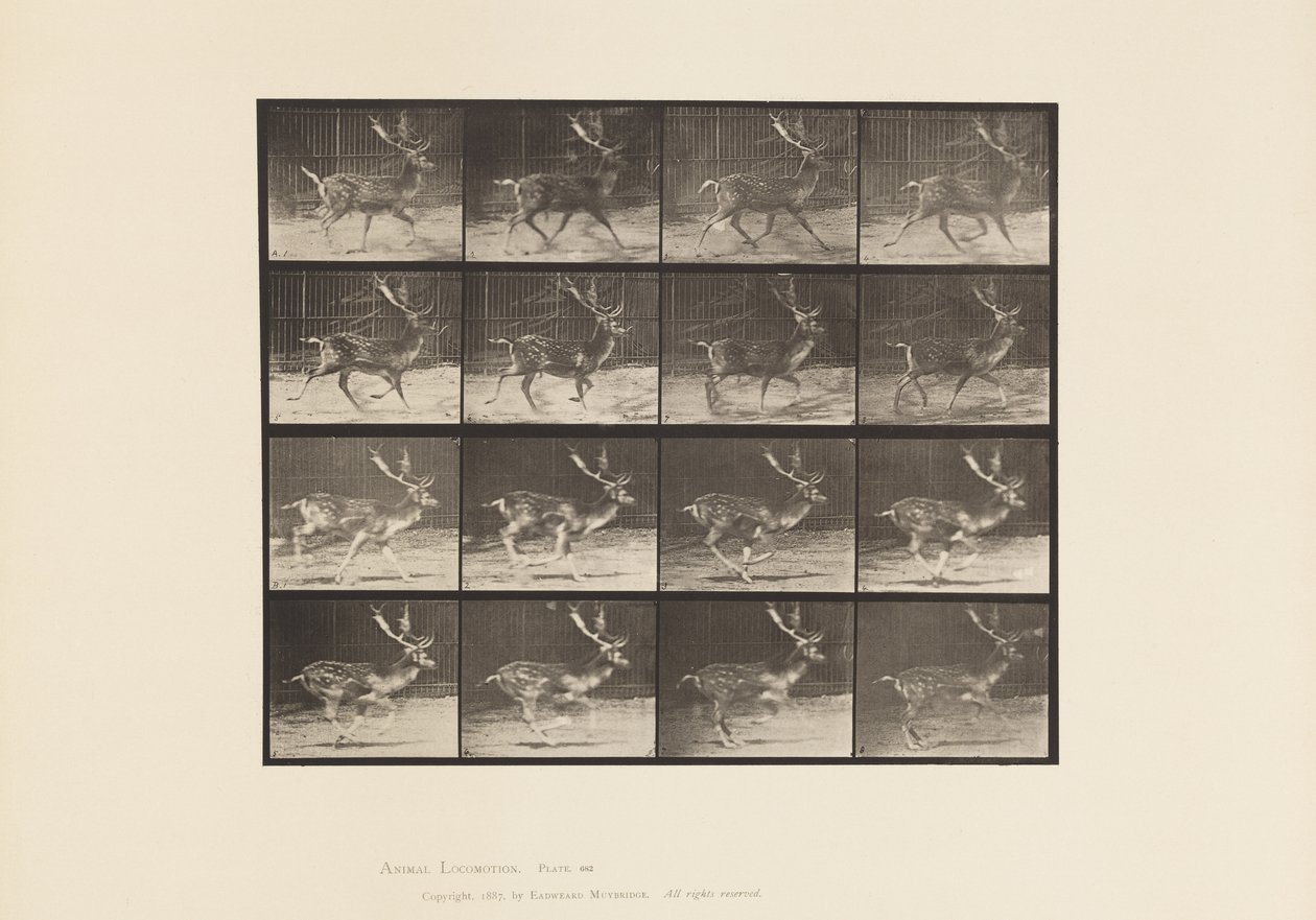 Tavla 682. Träda; Bock; A, Trav; B, Galopperande av Eadweard Muybridge