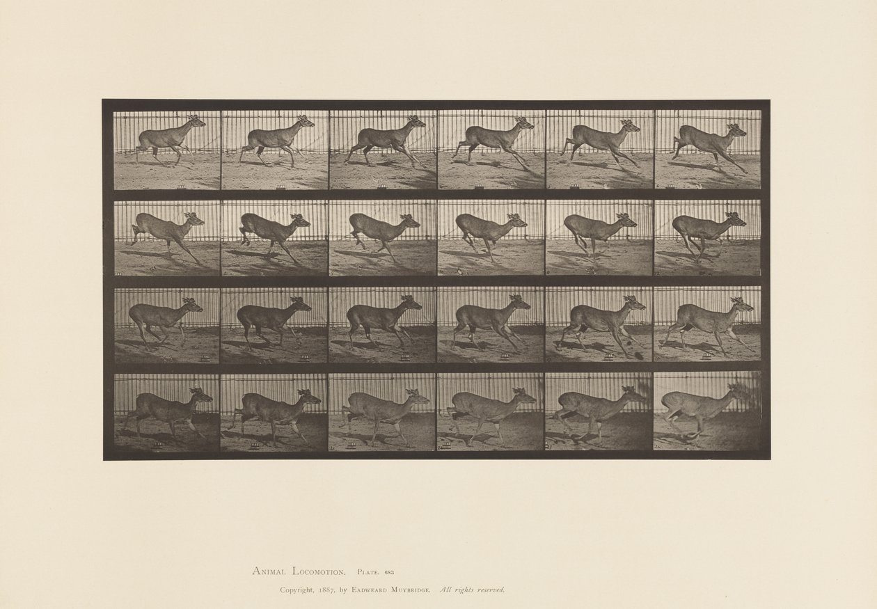Tallrik 683. Virginia Deer; (Inga horn); Bock; Galopperande av Eadweard Muybridge