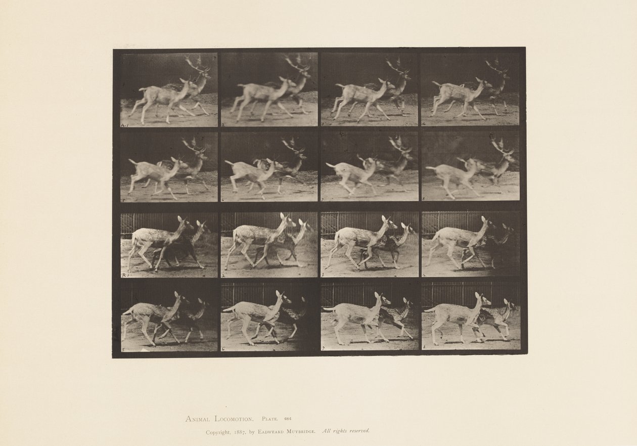 Tavla 684. Dovhjort; A, Buck and Doe; B, två gör; Trav av Eadweard Muybridge