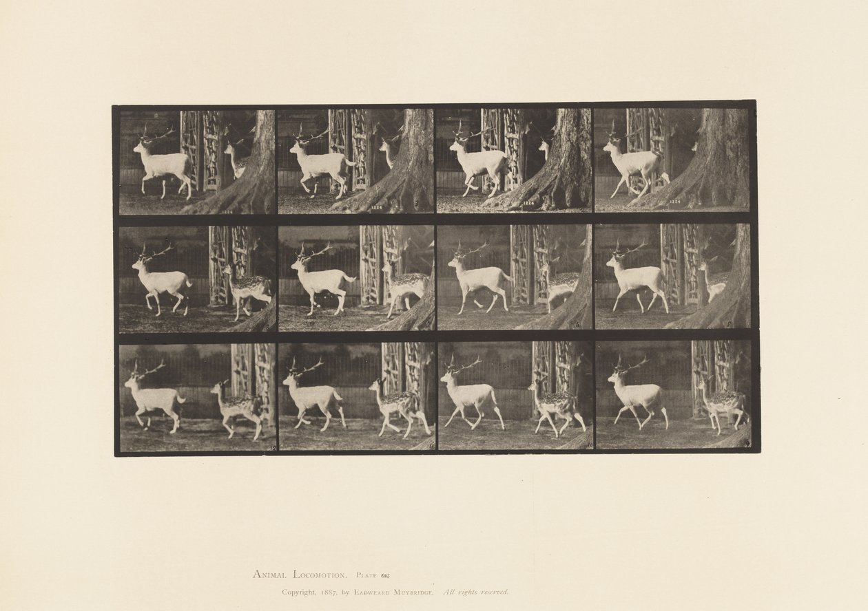 Tavla 685. Dovhjort; Buck and Doe; Trav av Eadweard Muybridge