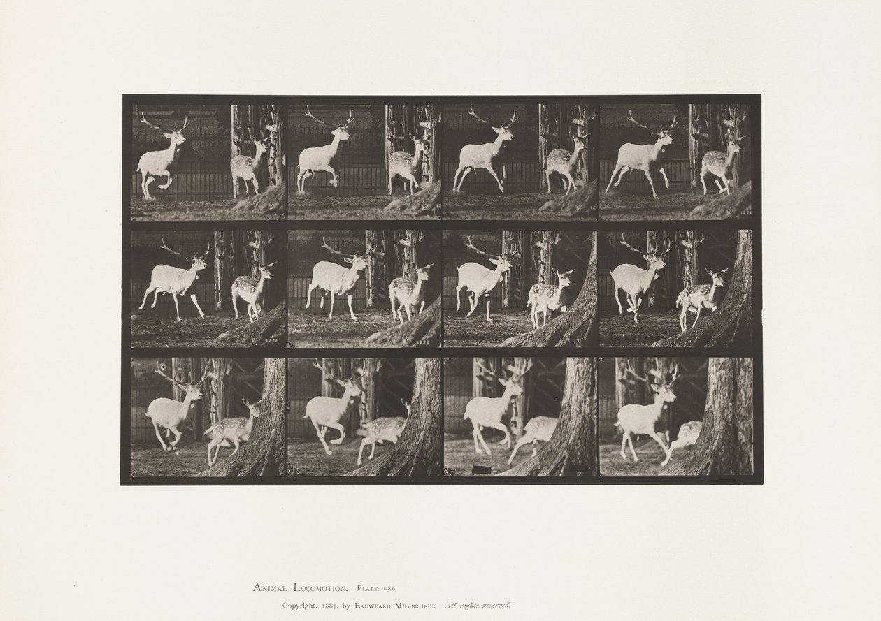 Tavla 686. Dovhjort; Buck and Doe; Galopperande av Eadweard Muybridge