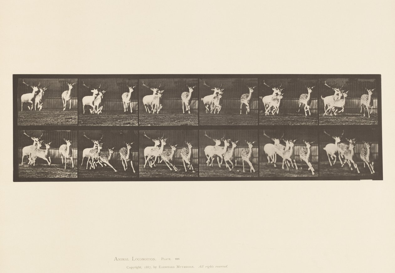 Tavla 688. Dovhjort; Buck and Group of Does; Galopperande av Eadweard Muybridge