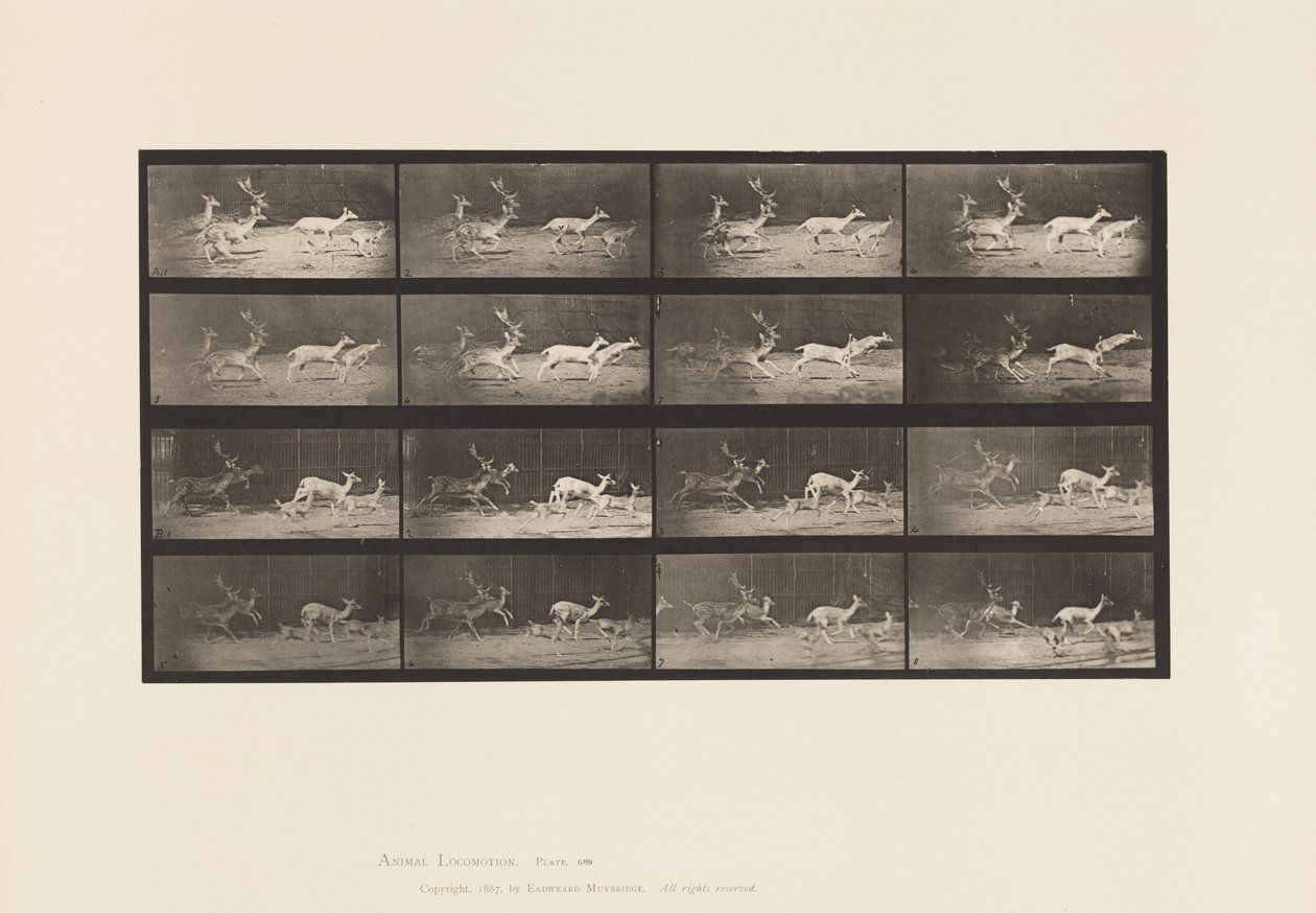 Tavla 689. Dovhjort; A, B, Buck och Group of Does; Galopperande av Eadweard Muybridge