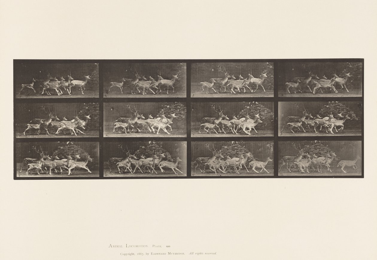Tavla 690. Dovhjort; Buck and Group of Does; Olika rörelser av Eadweard Muybridge