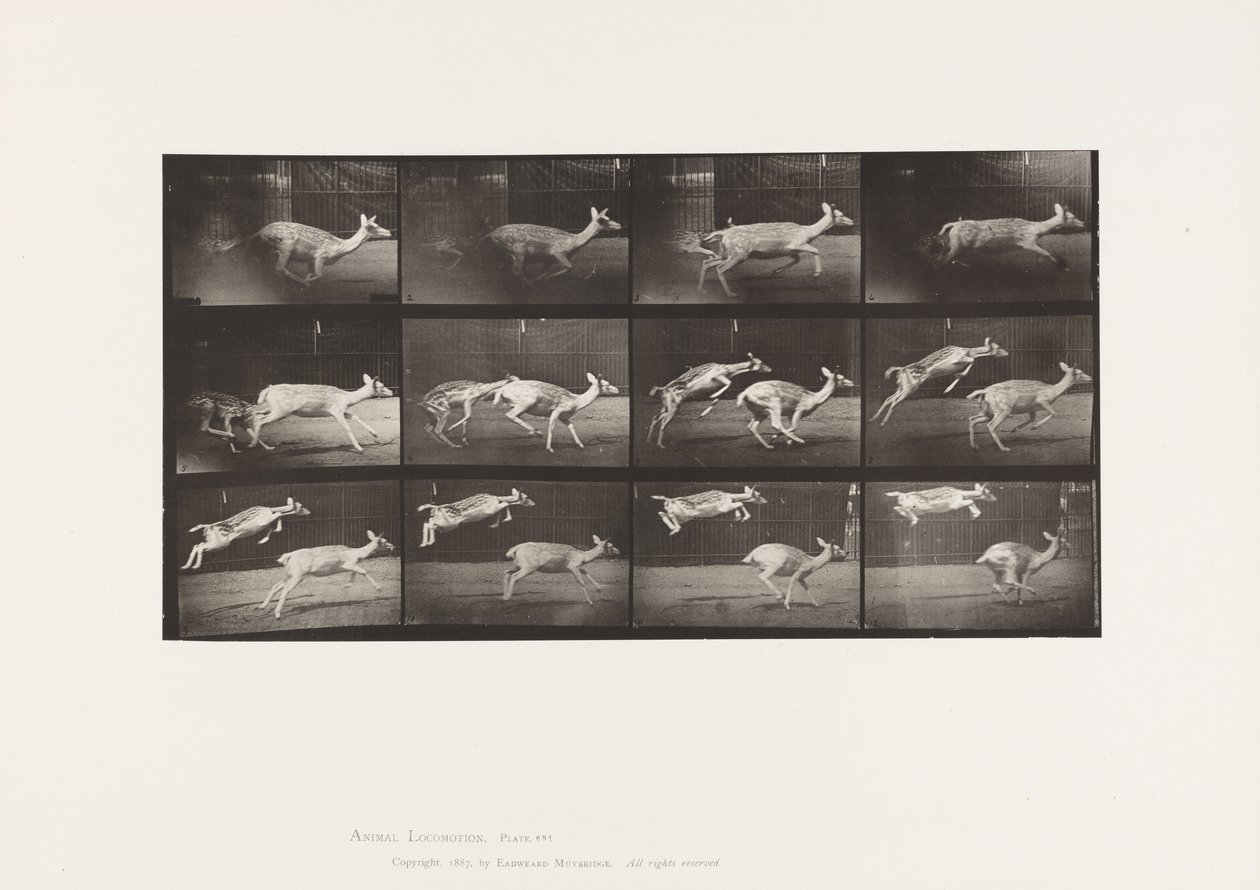 Tavla 691. Dovhjort; Hind; Galopperande; och Kid; Hoppar av Eadweard Muybridge