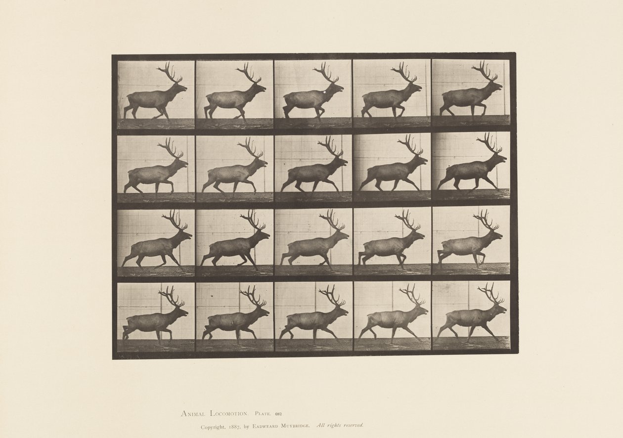 Tavla 692. Älg, Trav av Eadweard Muybridge