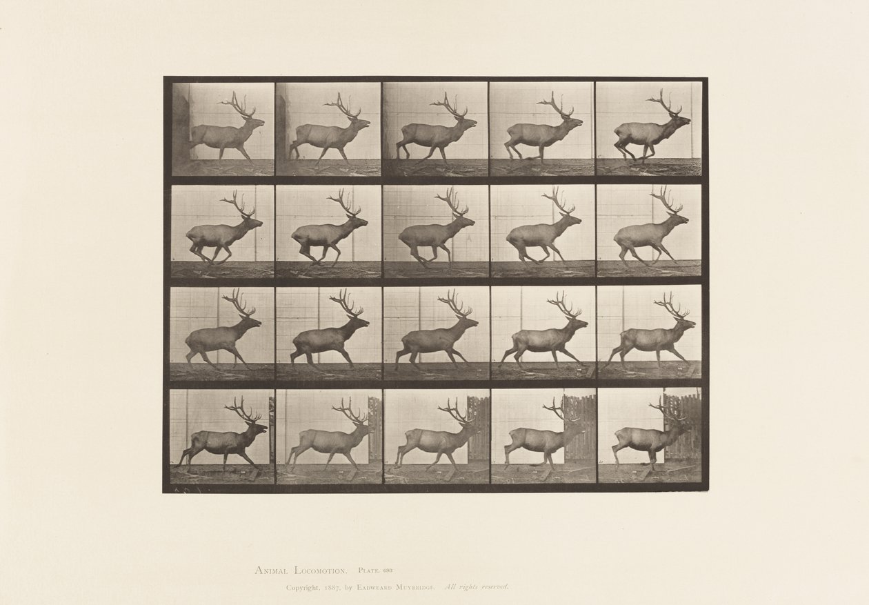 Tavla 693. Älg, Galopperande av Eadweard Muybridge