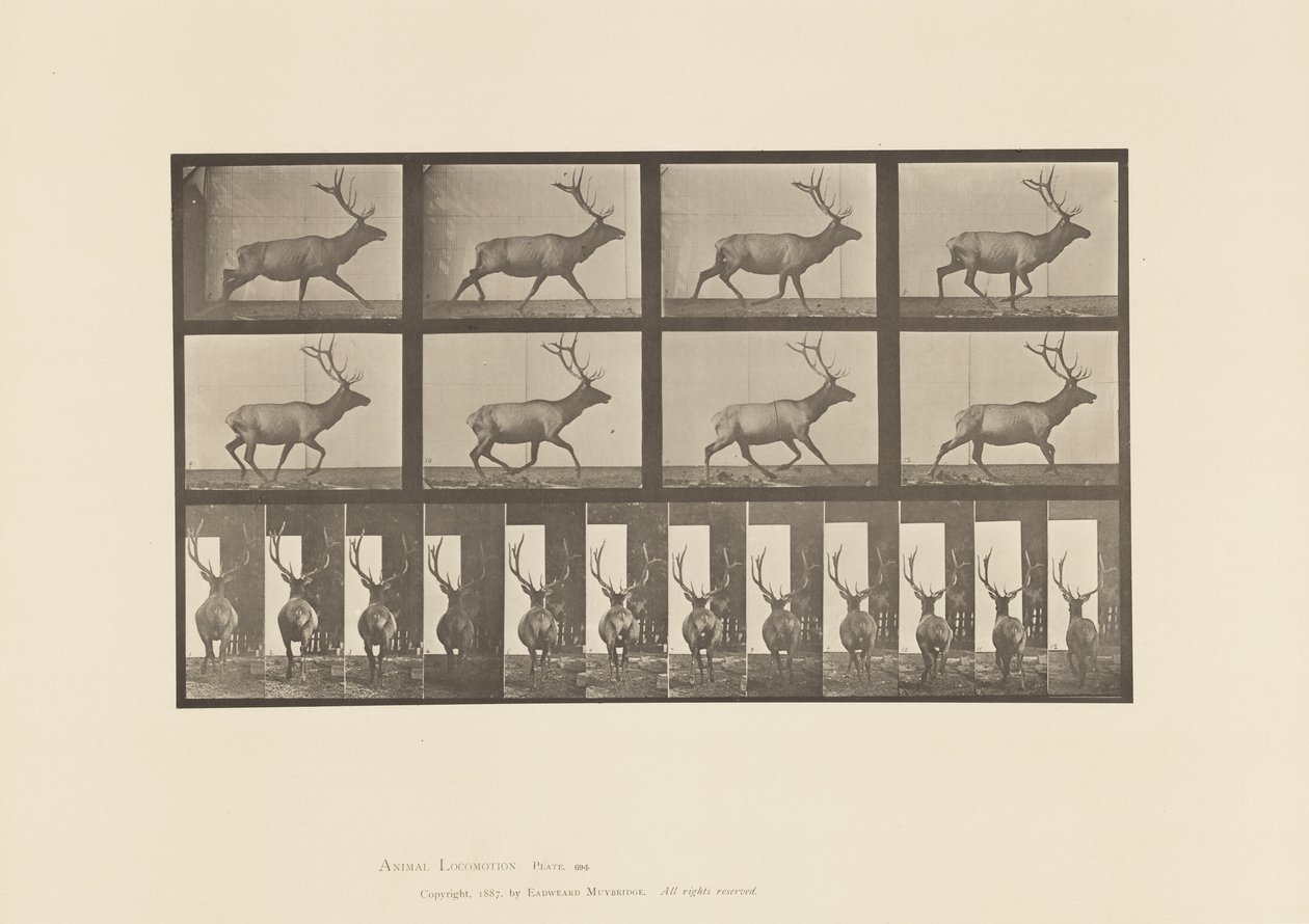 Tavla 694. Älg, Galopperande av Eadweard Muybridge