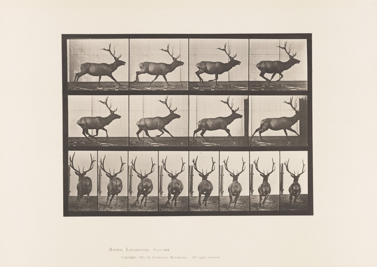 Tavla 695. Älg, Galopperande av Eadweard Muybridge