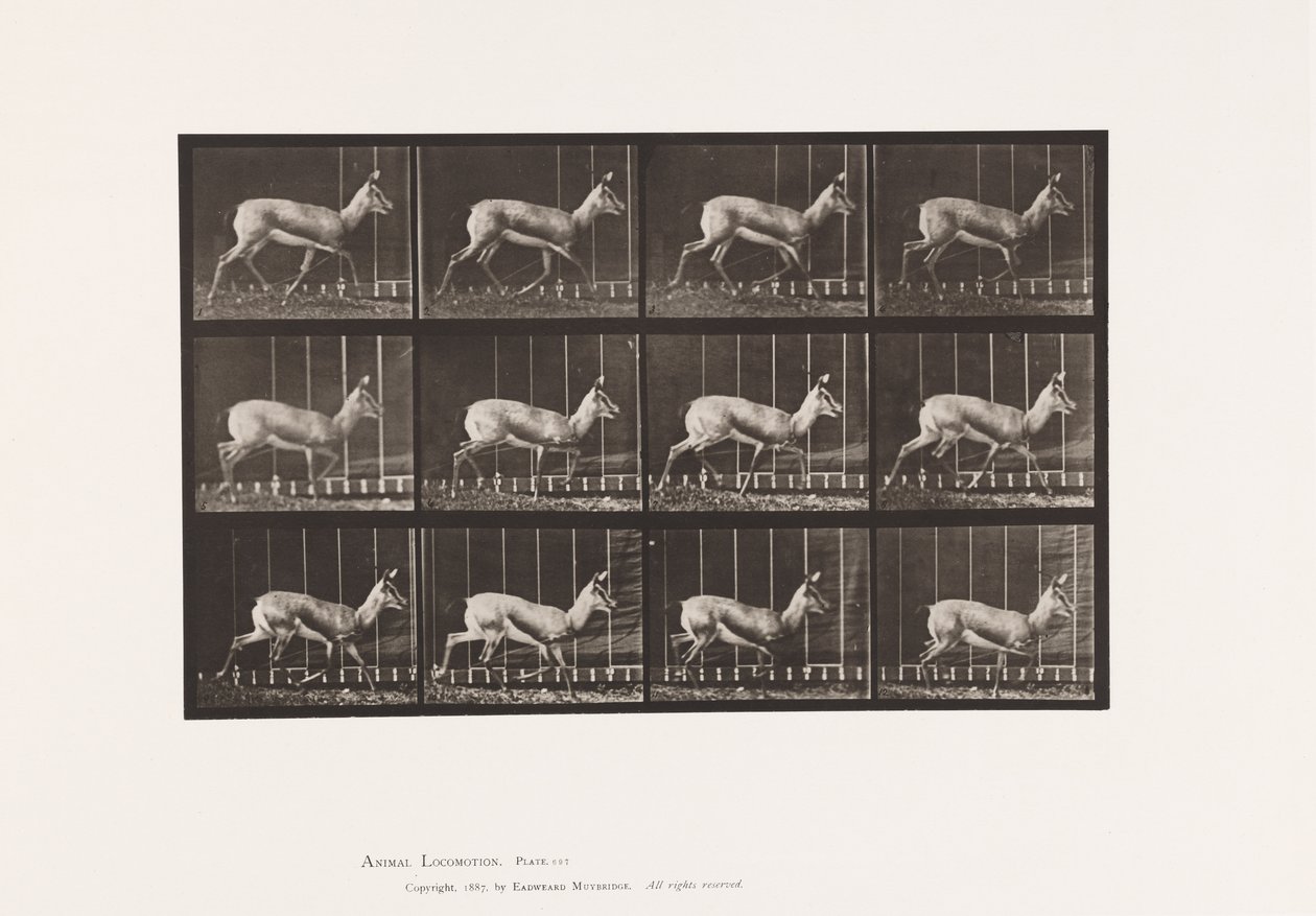 Tallrik 697. Antilop; Trav av Eadweard Muybridge