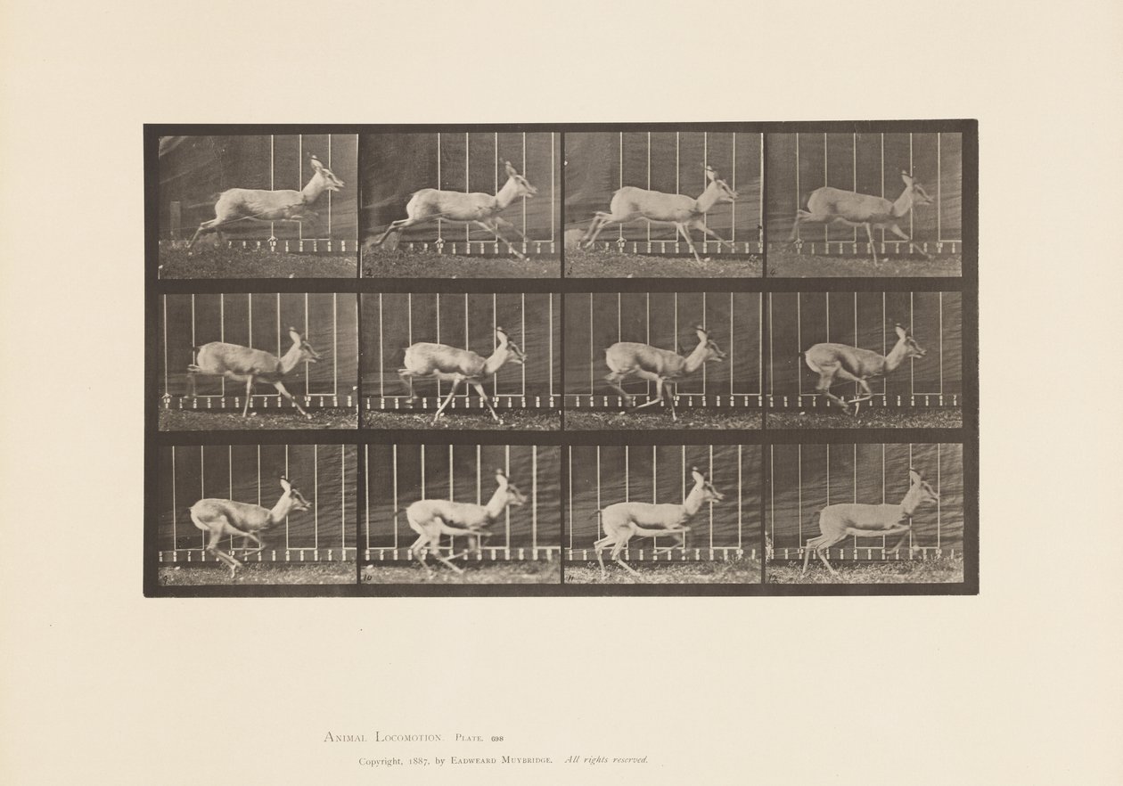 Tallrik 698. Antilop; Galopperande av Eadweard Muybridge