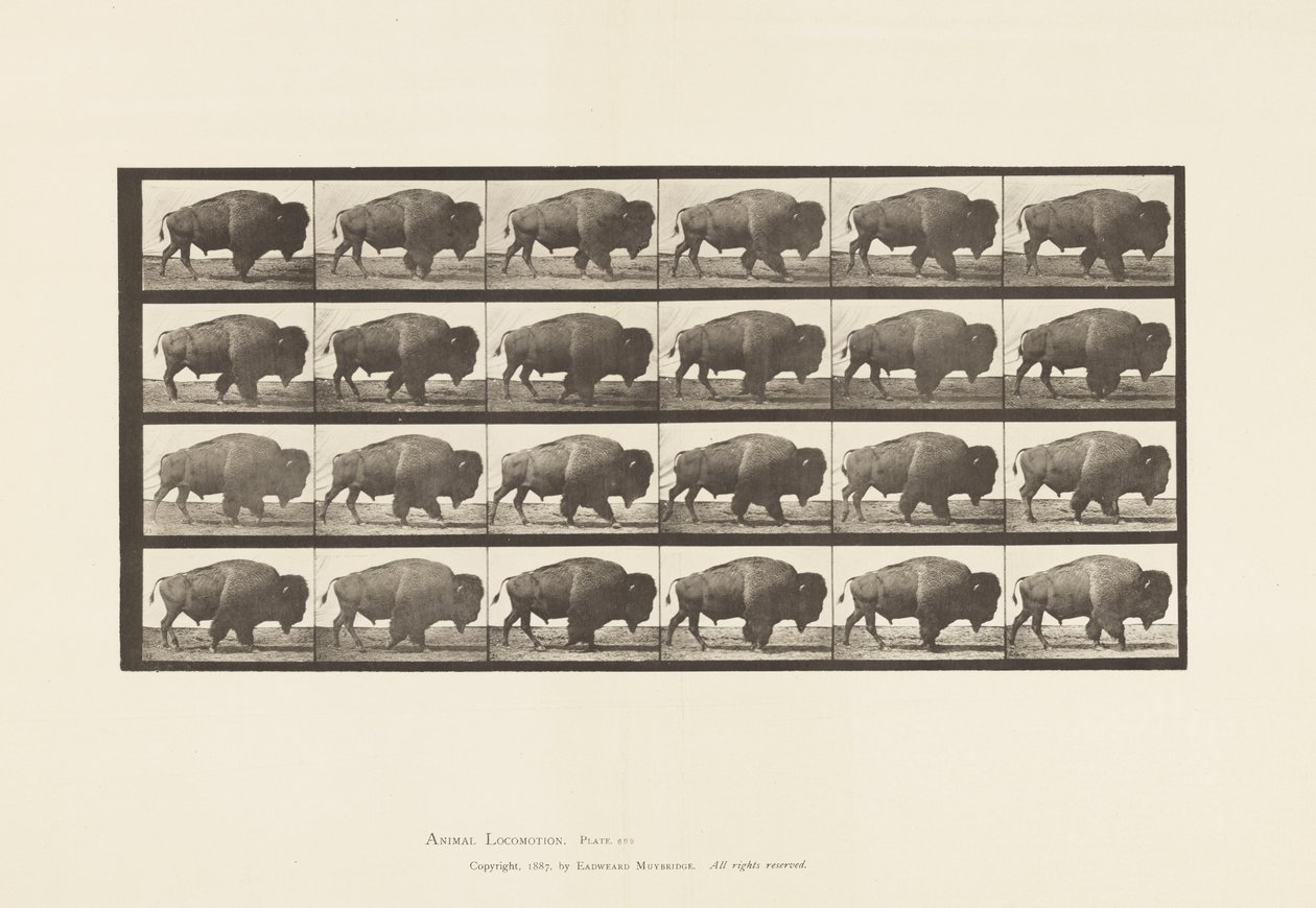 Tallrik 699. Buffel; Gående av Eadweard Muybridge