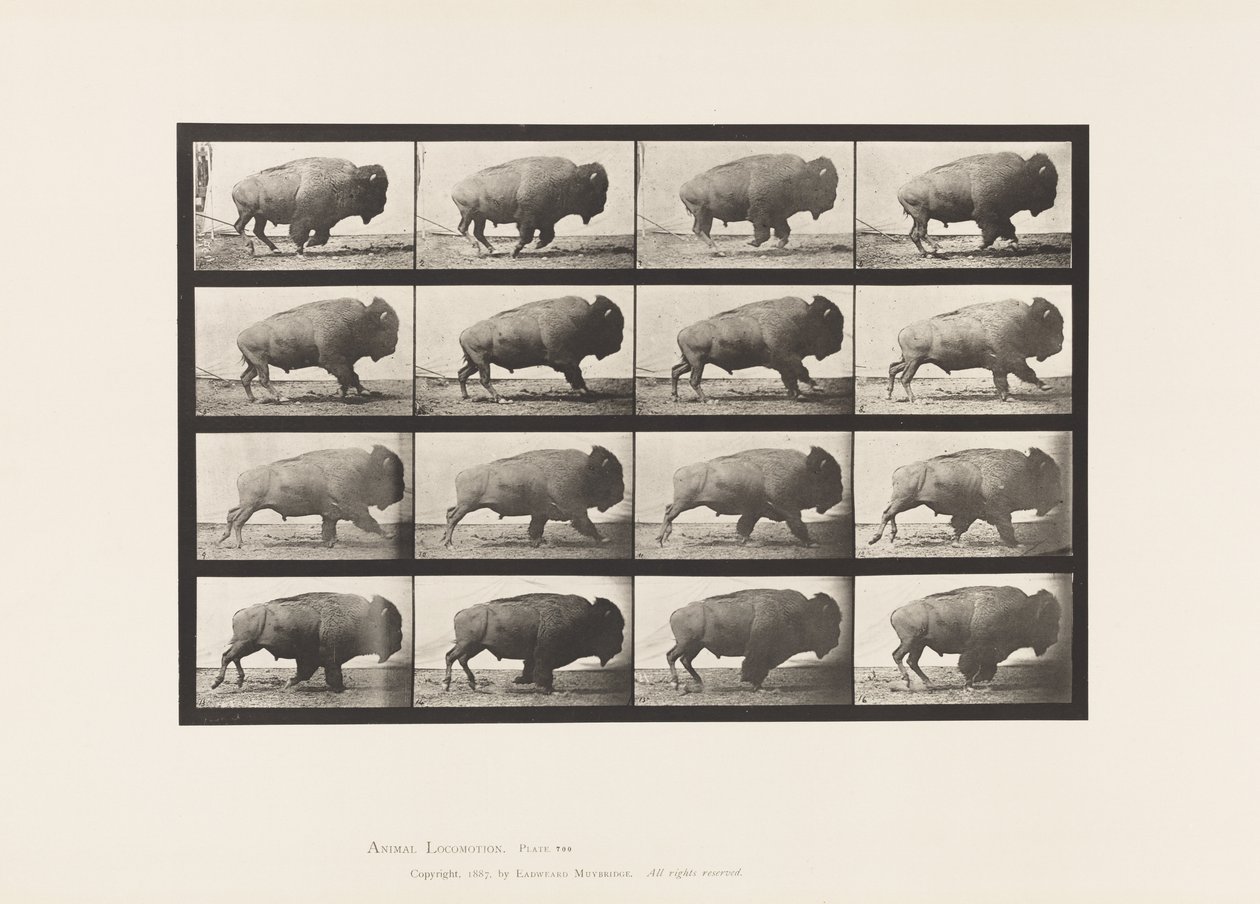 Tallrik 700. Buffel; Galopperande av Eadweard Muybridge