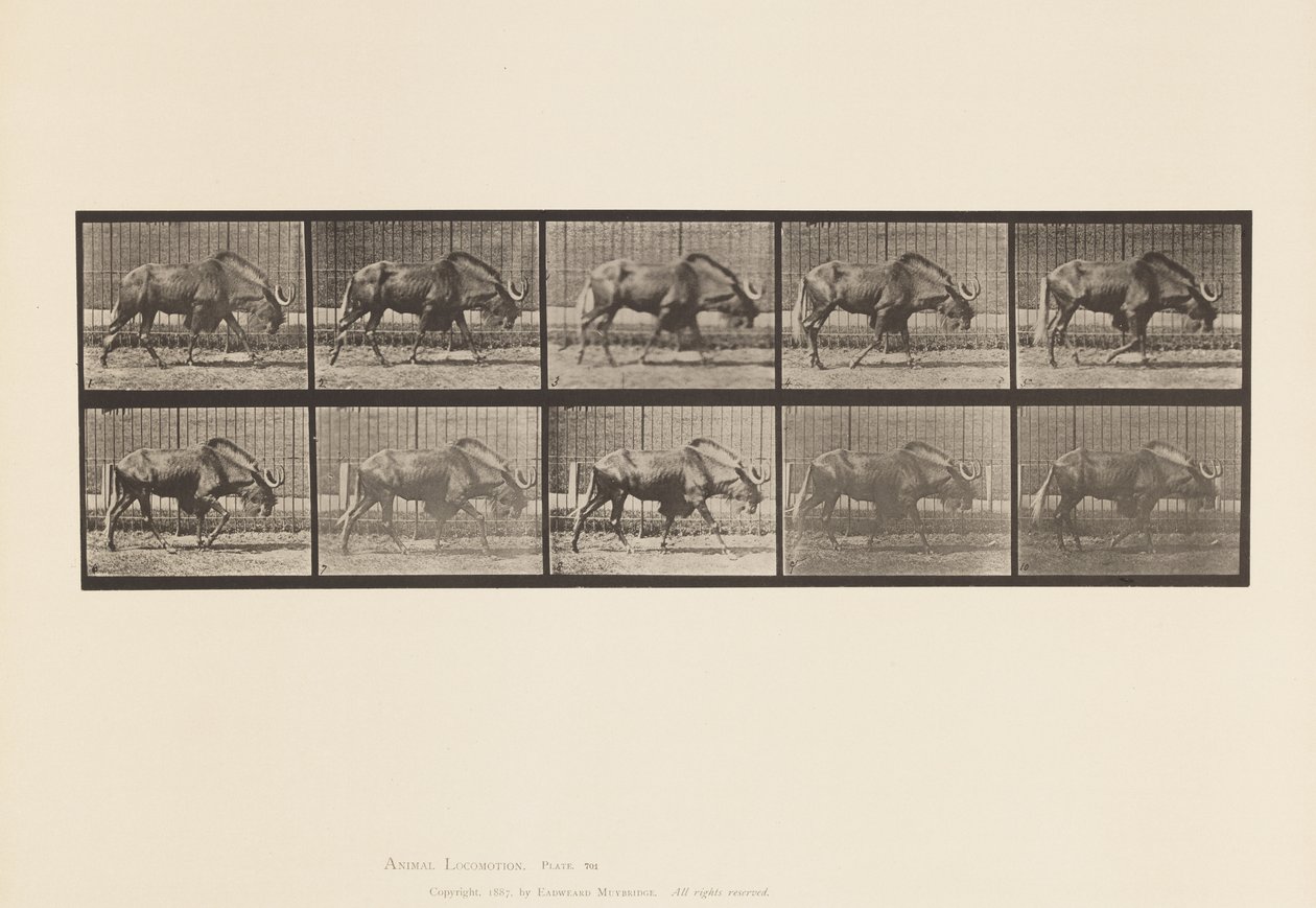 Plåt 701. Gnu; Gående av Eadweard Muybridge