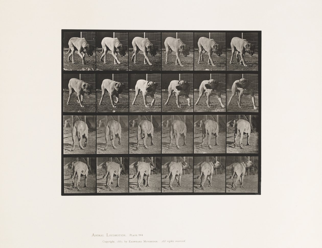 Tallrik 703. Hund; Gående; Avbruten Mastiff-Dread av Eadweard Muybridge