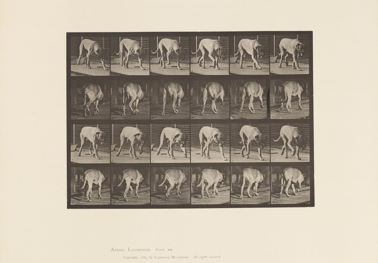 Tavla 704. Hund; Gående; Mastiff av Eadweard Muybridge