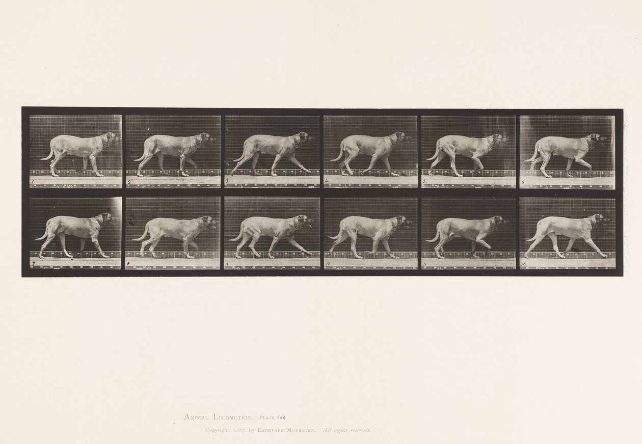 Tallrik 706. Hund; Trav; Mastiff av Eadweard Muybridge
