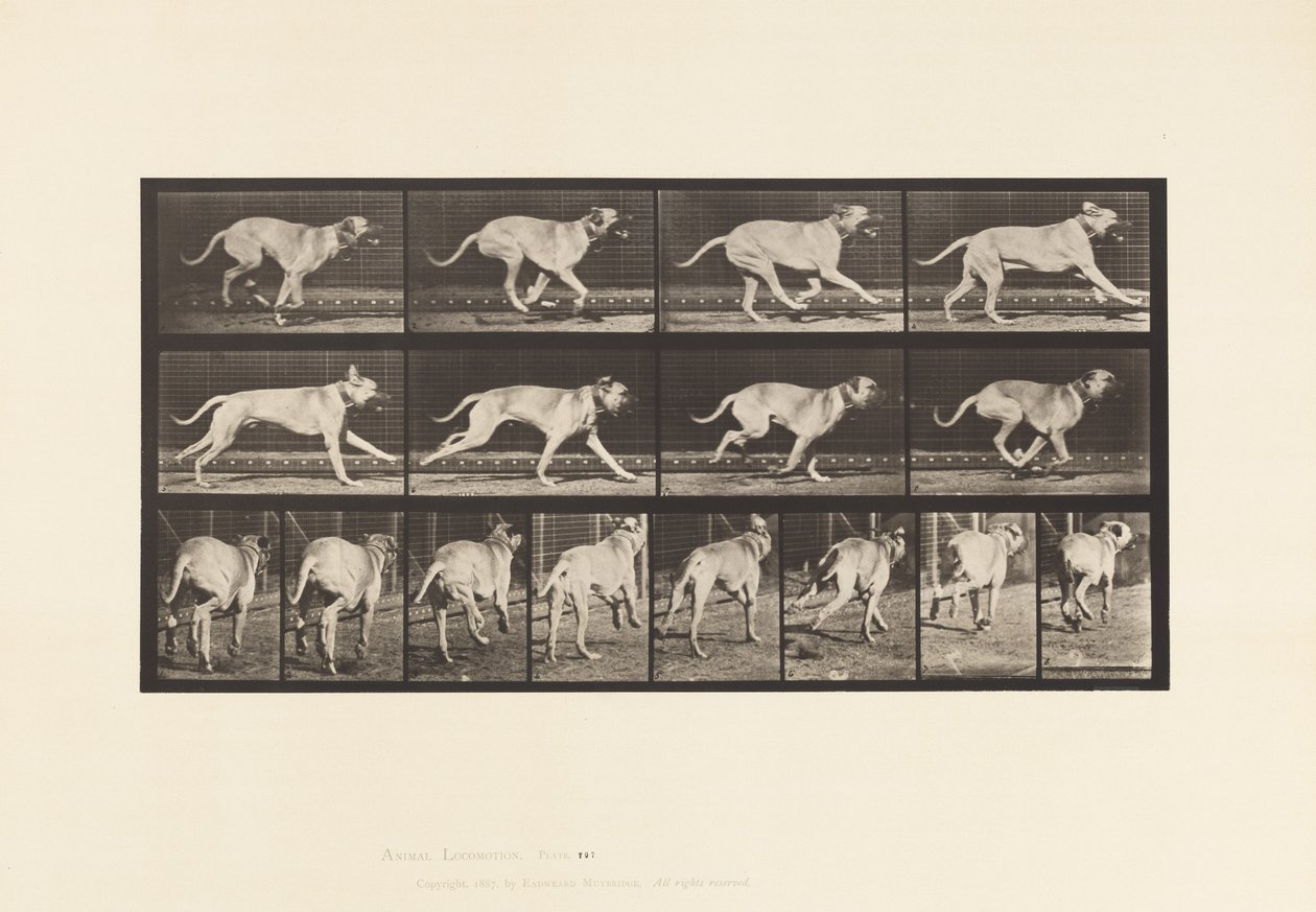 Tavla 707. Hund; Galopperande; Mastiff av Eadweard Muybridge