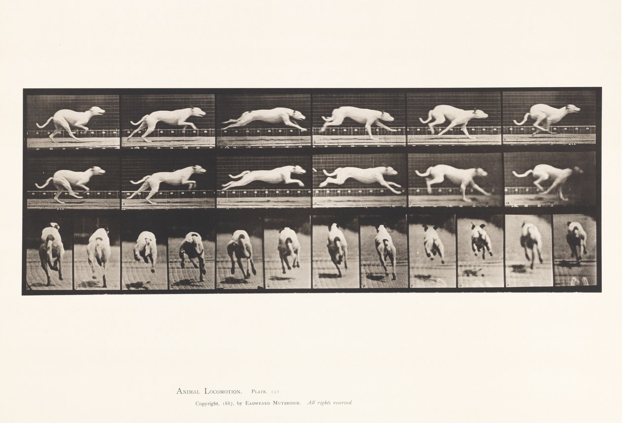 Tallrik 709. Hund; Galopperande; Vit Racing Hound Maggie av Eadweard Muybridge